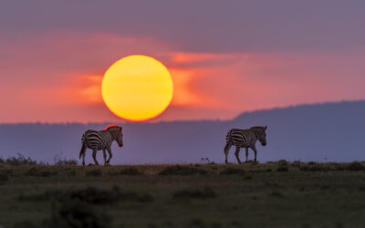 【2024】肯尼亚“野生动物行为”摄影远征团